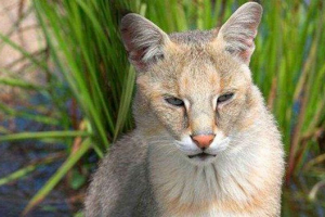 Тръстики, или блато lynx, или къща Тръстики, или блато lynx, или къща